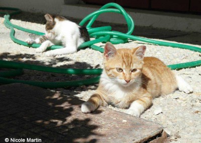Katzen auf Lesbos - kastriert mit abgeschnittener Ohrspitze