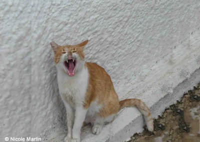 Kastrierte Katze auf Lesbos, zu erkennen an der abgeschnittenen Ohrspitze